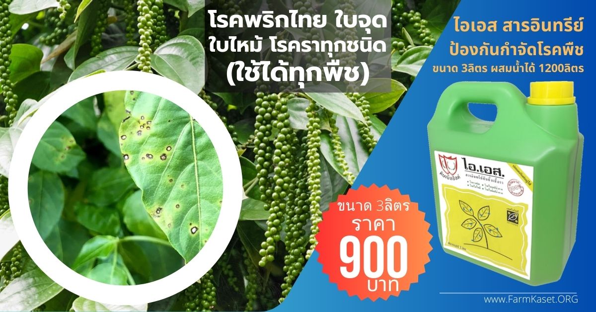 โรค พริกไทยใบไหม้ โรคใบจุดพริกไทย